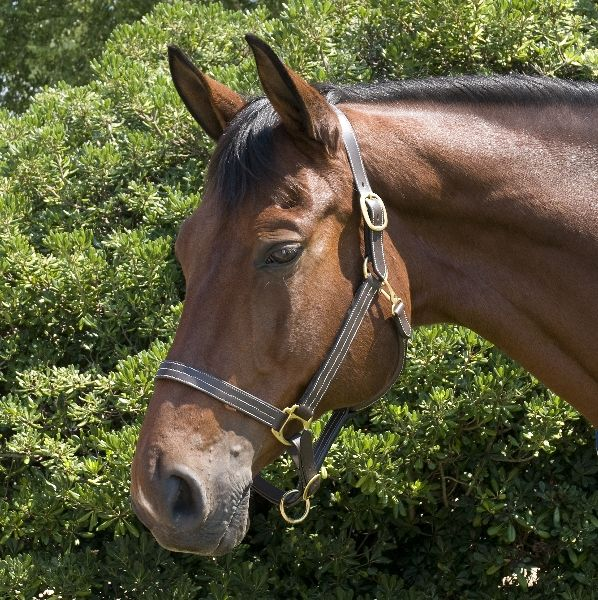 Gatsby Classic Triple Stitched Leather Halter With Snap