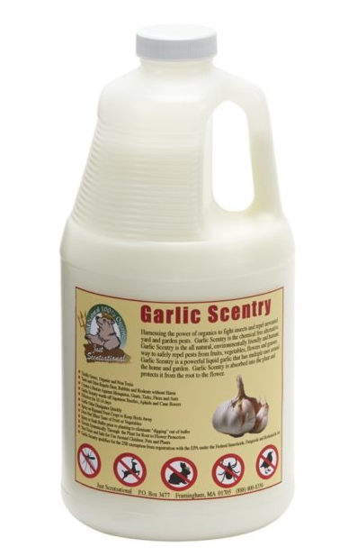 Just Scentsational Garlic Scentry Concentrate Half Gallon