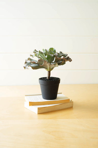 Artificial Succulent In A Black Pot