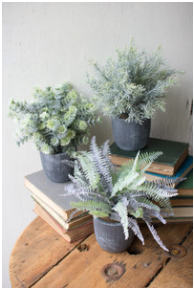 Set Of Three Ferns With Round Grey Pots