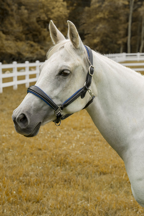 Henri De Rivel Cahill Padded Halter