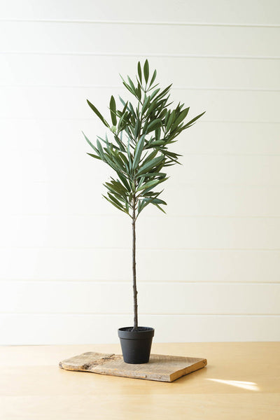 Eucalyptus Tree In A Black Pot