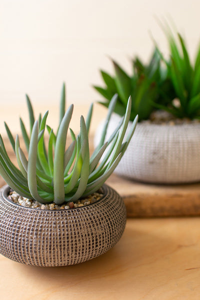 Set Of Two Succulents In Concrete Pots